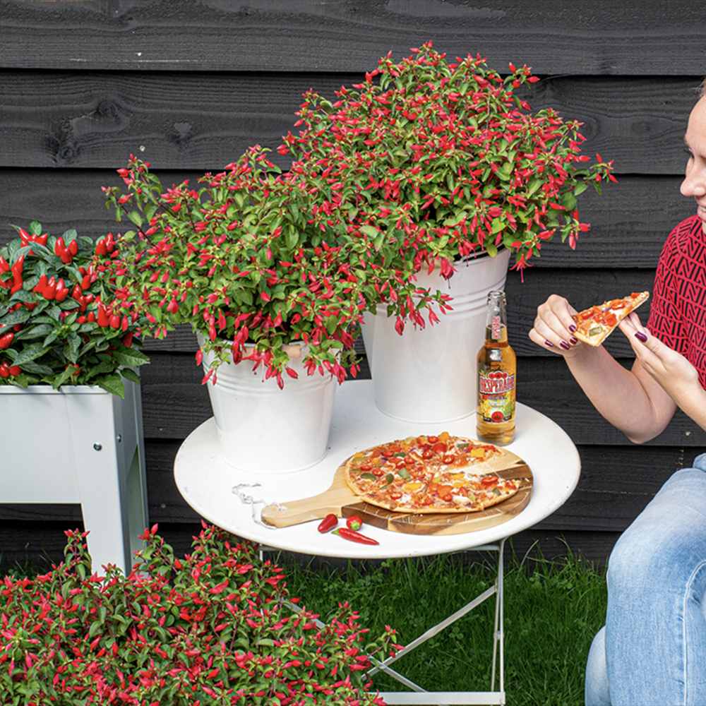 Fuchsia Red Chilly, 15-25 cm, planta de interior flori rosu intens curgatoare decorativa