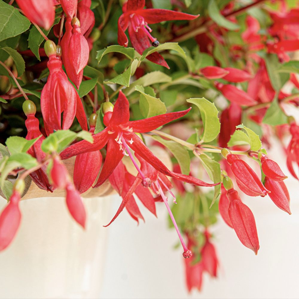 Fuchsia Red Chilly, 15-25 cm, planta de interior flori rosu intens curgatoare decorativa
