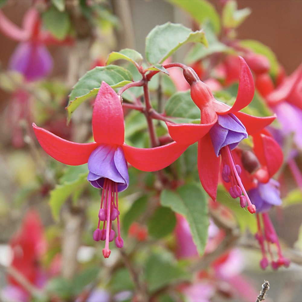 Copacel Cercelus (Fuchsia) Angela, 90 cm, planta decorativa cu flori rosii-mov vara