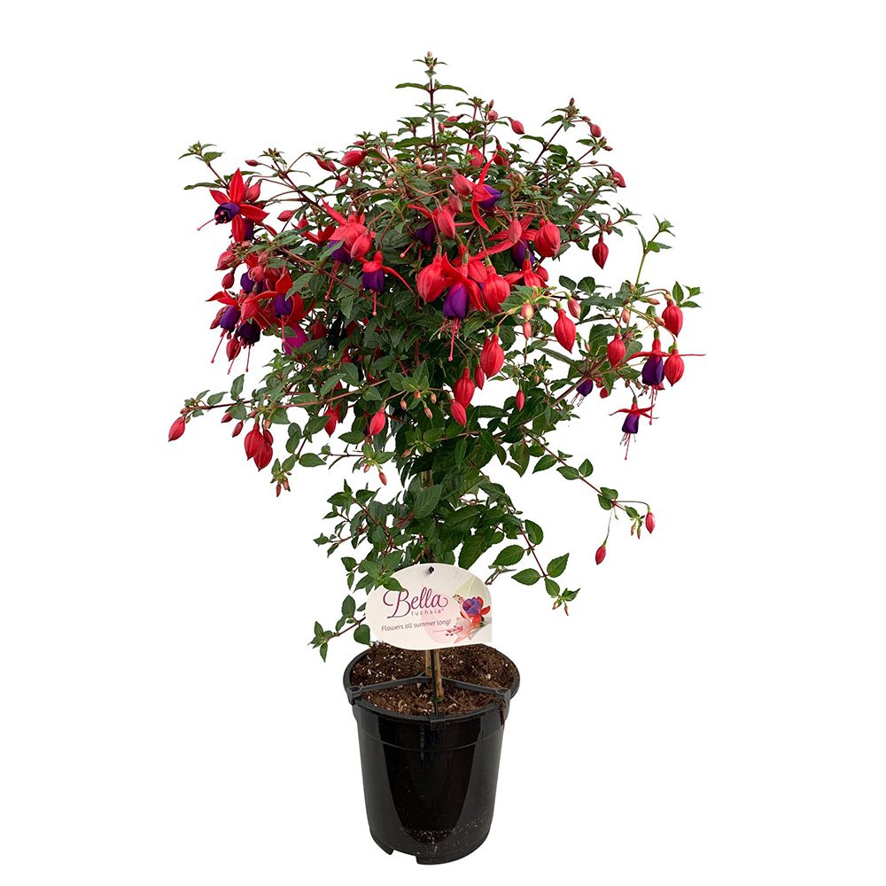 Copacel Cercelus (Fuchsia) Angela, 90 cm, planta decorativa cu flori rosii-mov vara
