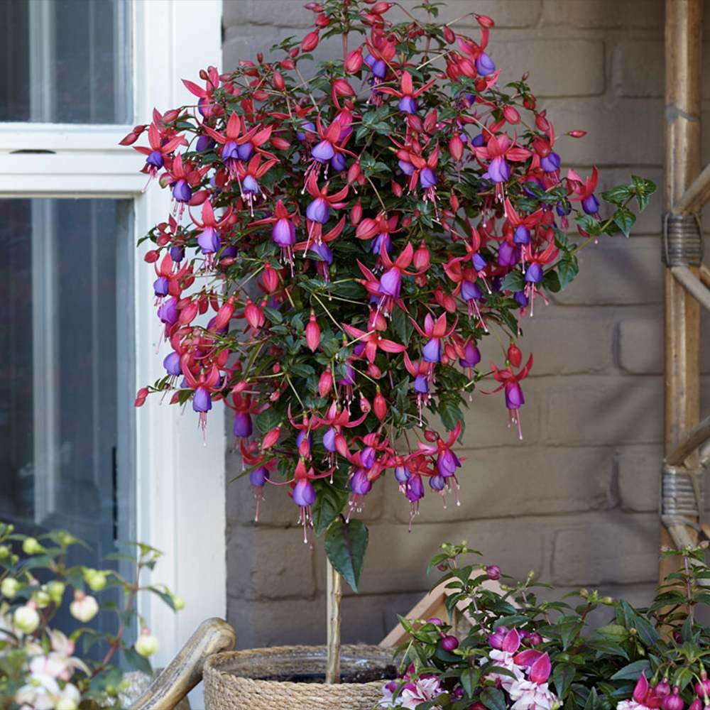 Copacel Cercelus (Fuchsia) Angela, 90 cm, planta decorativa cu flori rosii-mov vara