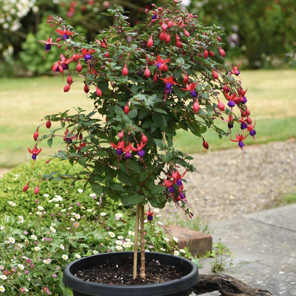 Copacel Cercelus (Fuchsia) Angela, 90 cm, planta decorativa cu flori rosii-mov vara