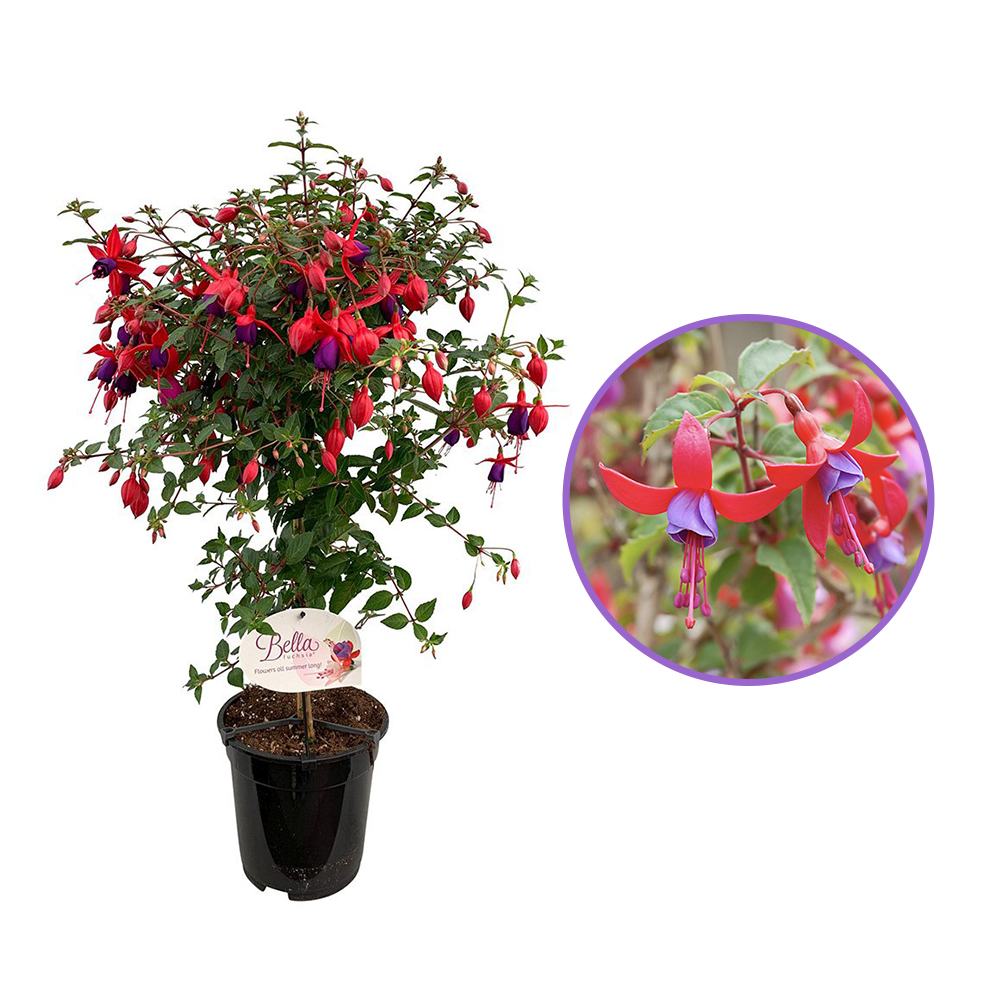 Copacel Cercelus (Fuchsia) Angela, 90 cm, planta decorativa cu flori rosii-mov vara