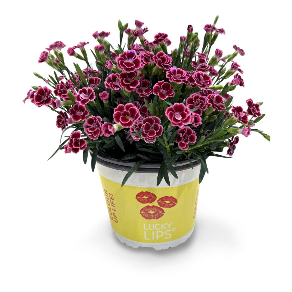 Garofita (Dianthus) Lucky Lips Lara, perena cu flori bicolore parfumate alb cu roz intens