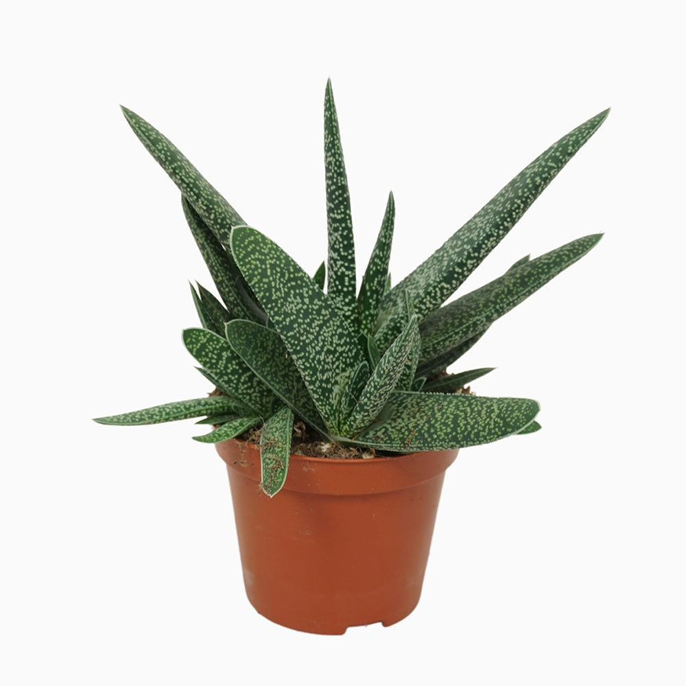 Suculenta Limba Boului (Gasteria carinata), planta suculenta decorativa, usor de ingrijit, interior