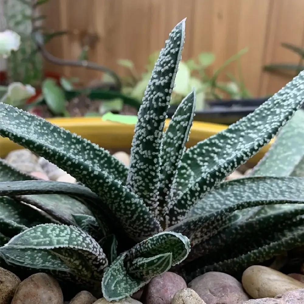 Suculenta Limba Boului (Gasteria carinata), planta suculenta decorativa, usor de ingrijit, interior