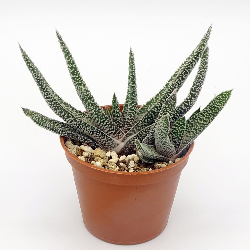 Suculenta Limba Boului (Gasteria carinata), planta suculenta decorativa, usor de ingrijit, interior
