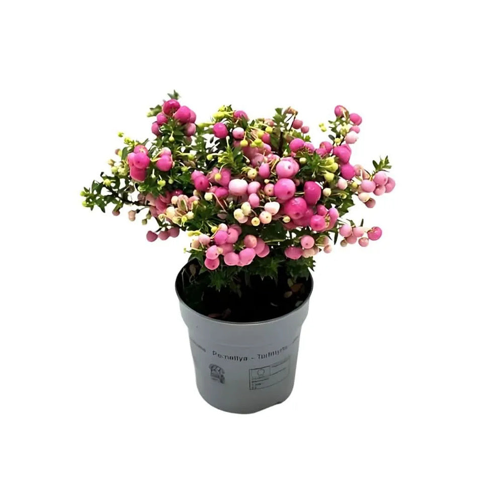 Gaultheria mucronata bicolora, arbust cu fructe rosii si albe lucioase, decorativ toamna si iarna, perfect de craciun