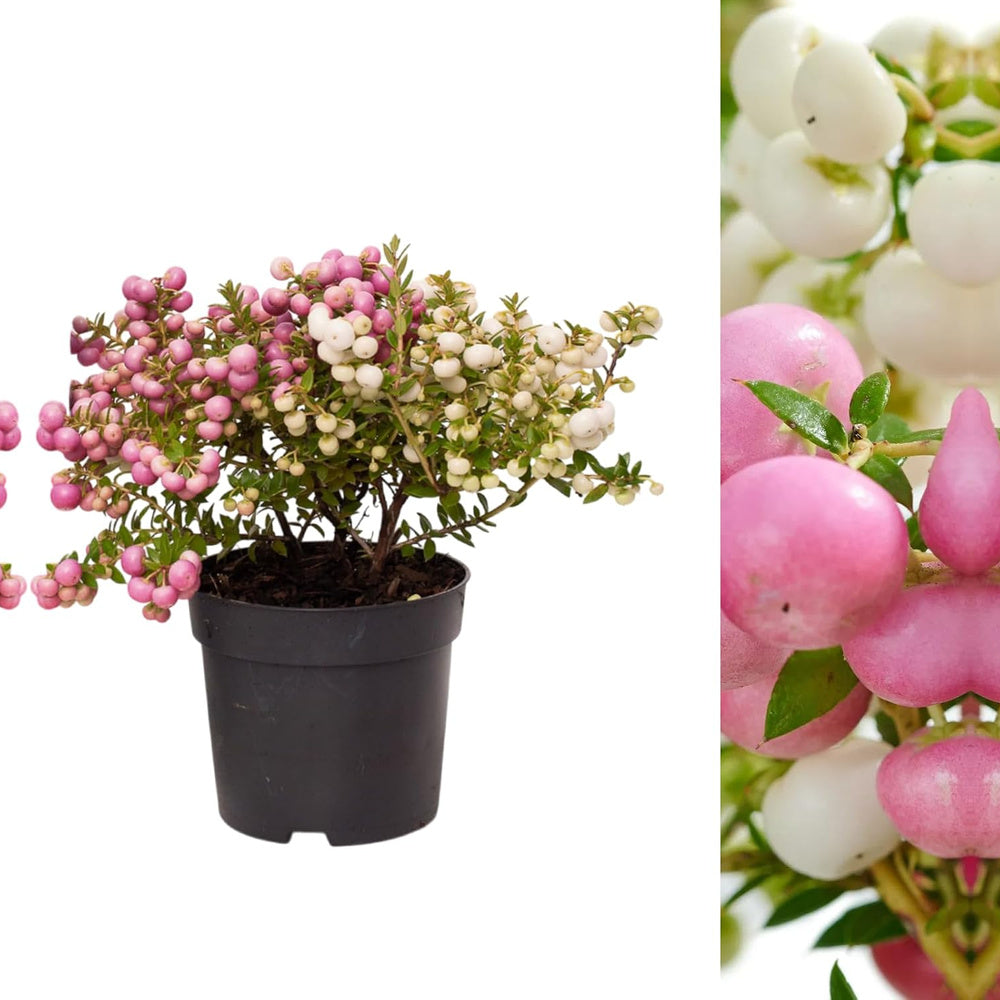 Gaultheria mucronata bicolora, arbust cu fructe rosii si albe lucioase, decorativ toamna si iarna, perfect de craciun