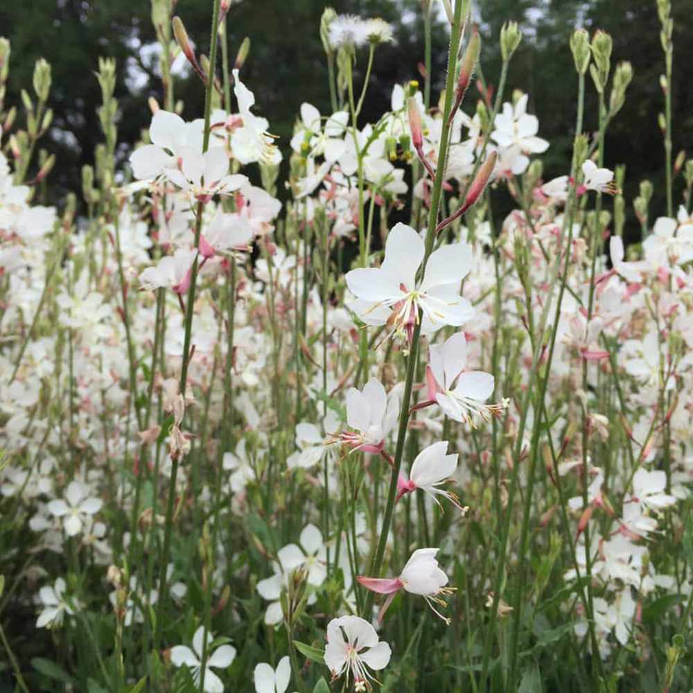 Floarea Albinei Alba (Gaura Lindheimeri), planta perena cu flori albe, inflorire lunga, atrage albine