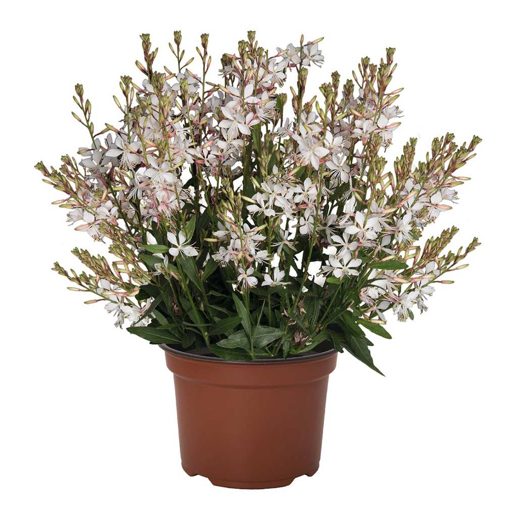 Floarea Albinei Alba (Gaura Lindheimeri), planta perena cu flori albe, inflorire lunga, atrage albine