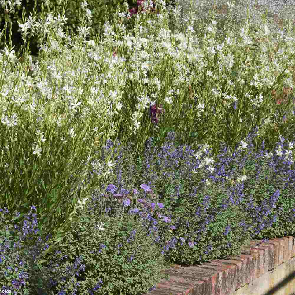 Floarea Albinei Alba (Gaura Lindheimeri), planta perena cu flori albe, inflorire lunga, atrage albine