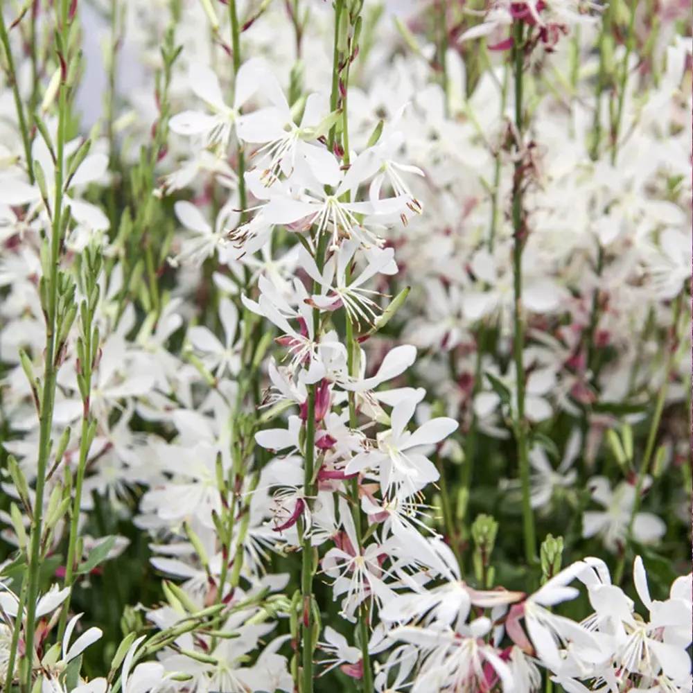 Floarea Albinei Alba (Gaura Lindheimeri), planta perena cu flori albe, inflorire lunga, atrage albine