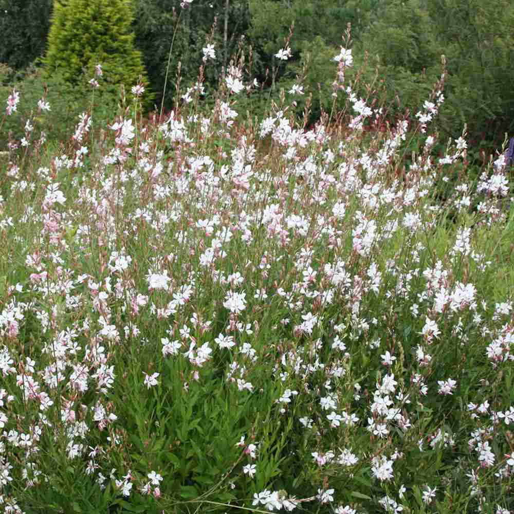 Floarea Albinei Alba (Gaura Lindheimeri), planta perena cu flori albe, inflorire lunga, atrage albine