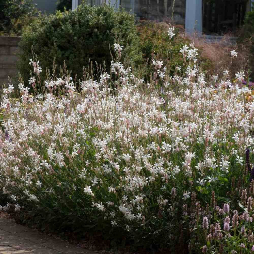 Floarea Albinei Alba (Gaura Lindheimeri), planta perena cu flori albe, inflorire lunga, atrage albine