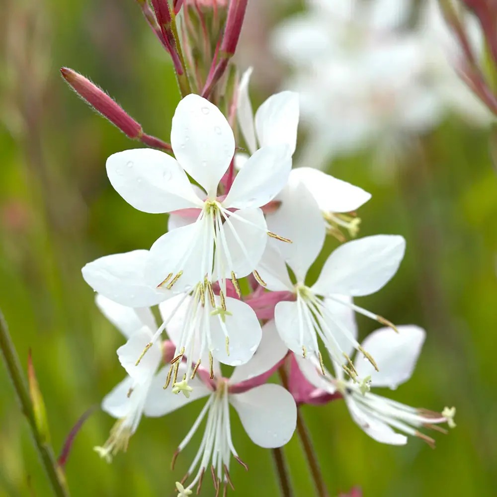 Floarea Albinei Alba (Gaura Lindheimeri), planta perena cu flori albe, inflorire lunga, atrage albine