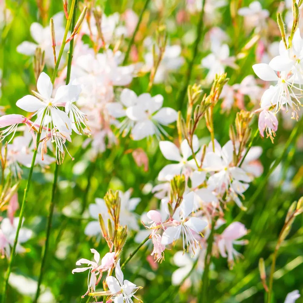 Floarea Albinei Alba (Gaura Lindheimeri), planta perena cu flori albe, inflorire lunga, atrage albine