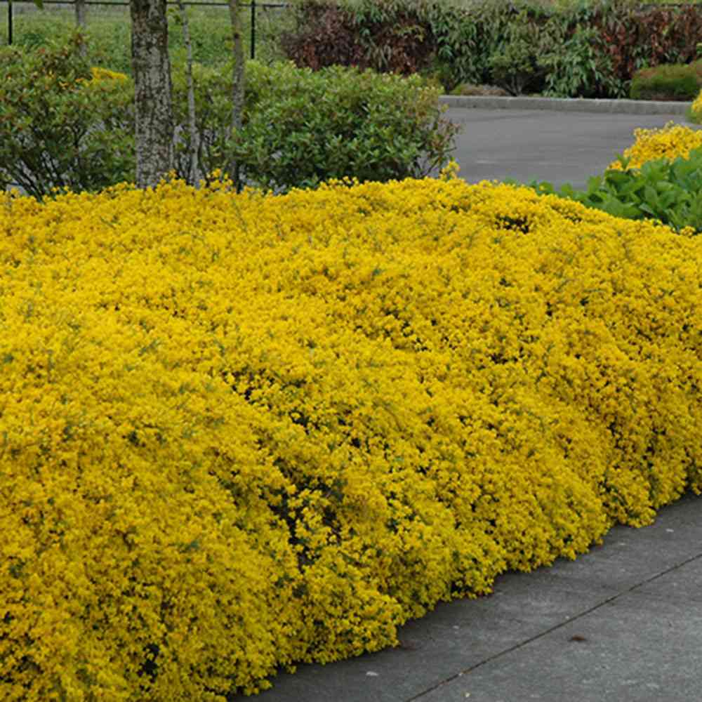 Genista lydia, tufa decorativa cu flori galbene, ideala pentru soluri sarace si gradini insorite, acoperitoare de sol