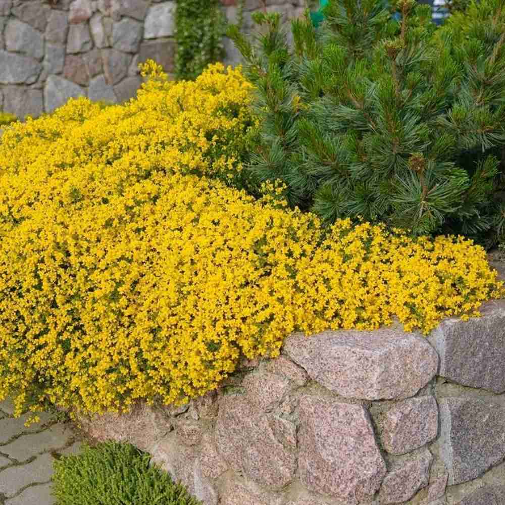 Genista lydia, tufa decorativa cu flori galbene, ideala pentru soluri sarace si gradini insorite, acoperitoare de sol