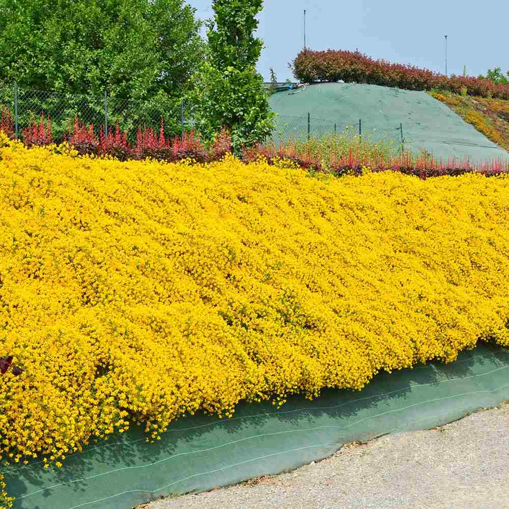 Genista lydia, tufa decorativa cu flori galbene, ideala pentru soluri sarace si gradini insorite, acoperitoare de sol