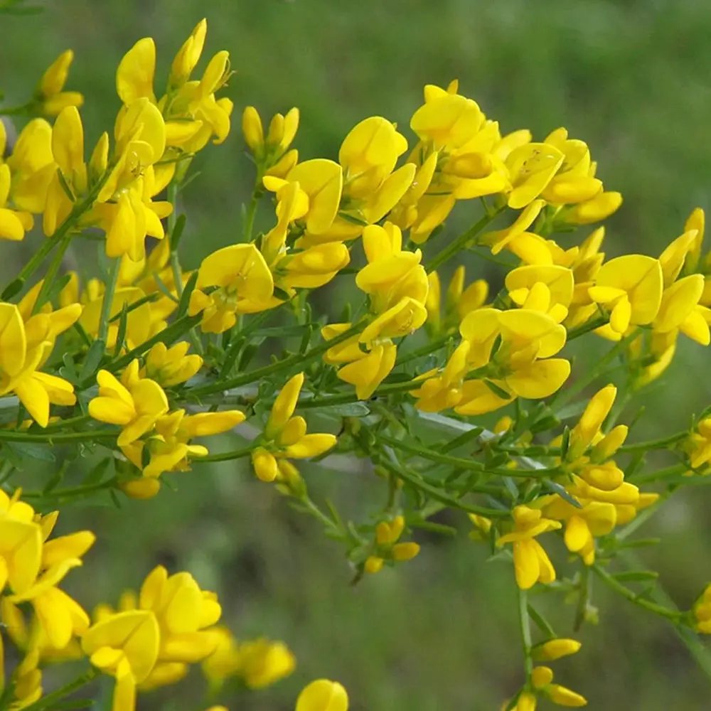 Genista lydia, tufa decorativa cu flori galbene, ideala pentru soluri sarace si gradini insorite, acoperitoare de sol