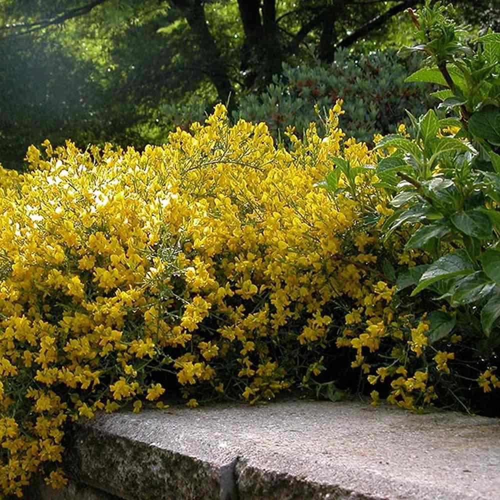 Genista lydia, tufa decorativa cu flori galbene, ideala pentru soluri sarace si gradini insorite, acoperitoare de sol