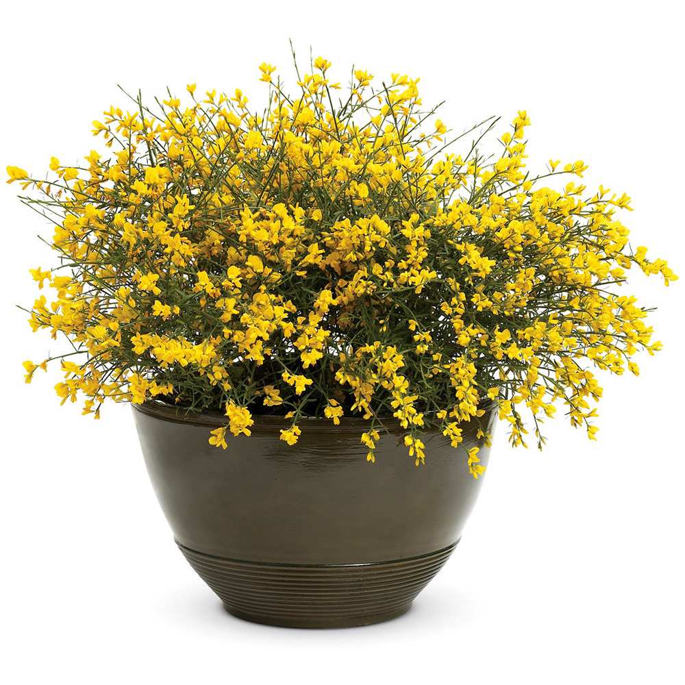 Genista lydia, tufa decorativa cu flori galbene, ideala pentru soluri sarace si gradini insorite, acoperitoare de sol