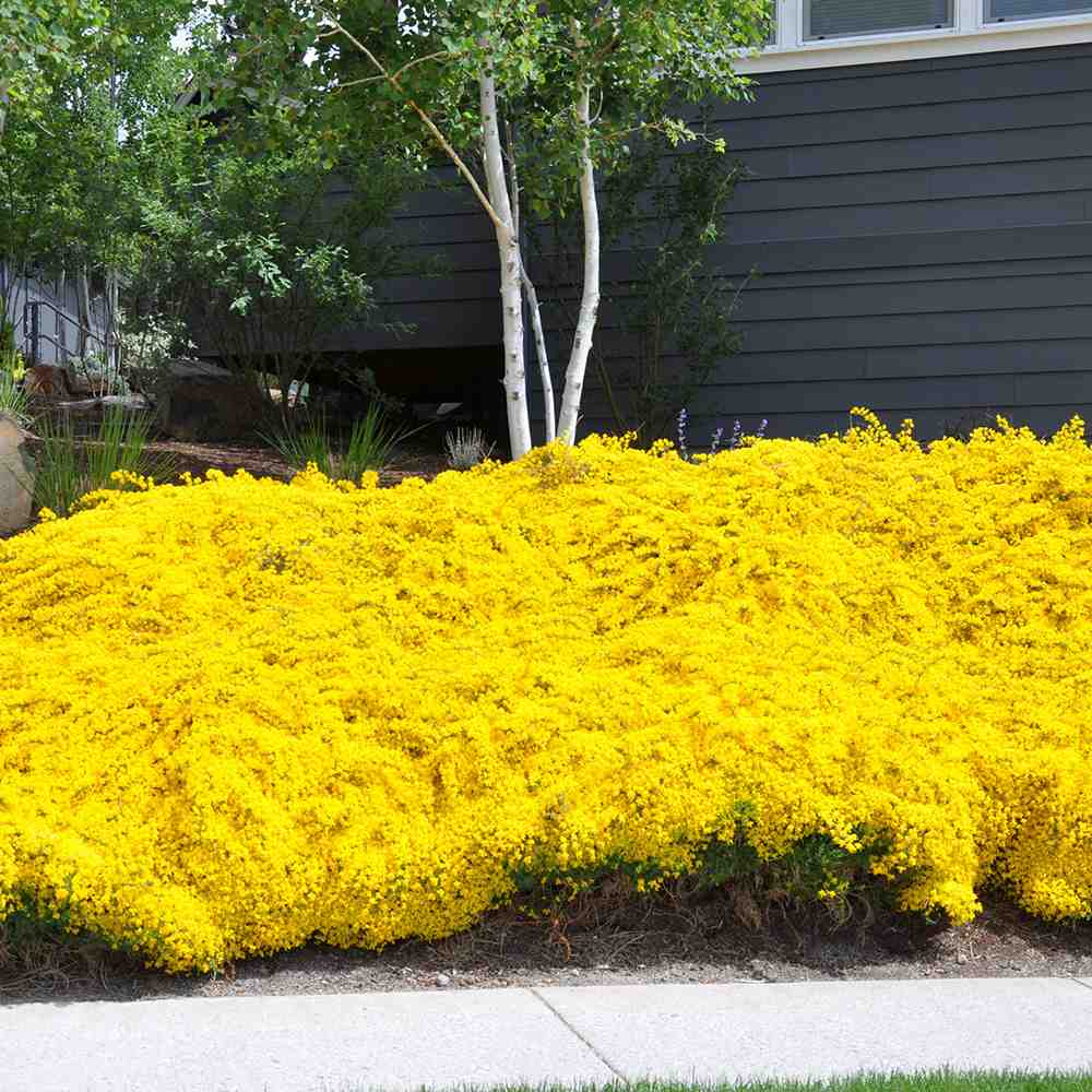 Genista lydia, tufa decorativa cu flori galbene, ideala pentru soluri sarace si gradini insorite, acoperitoare de sol