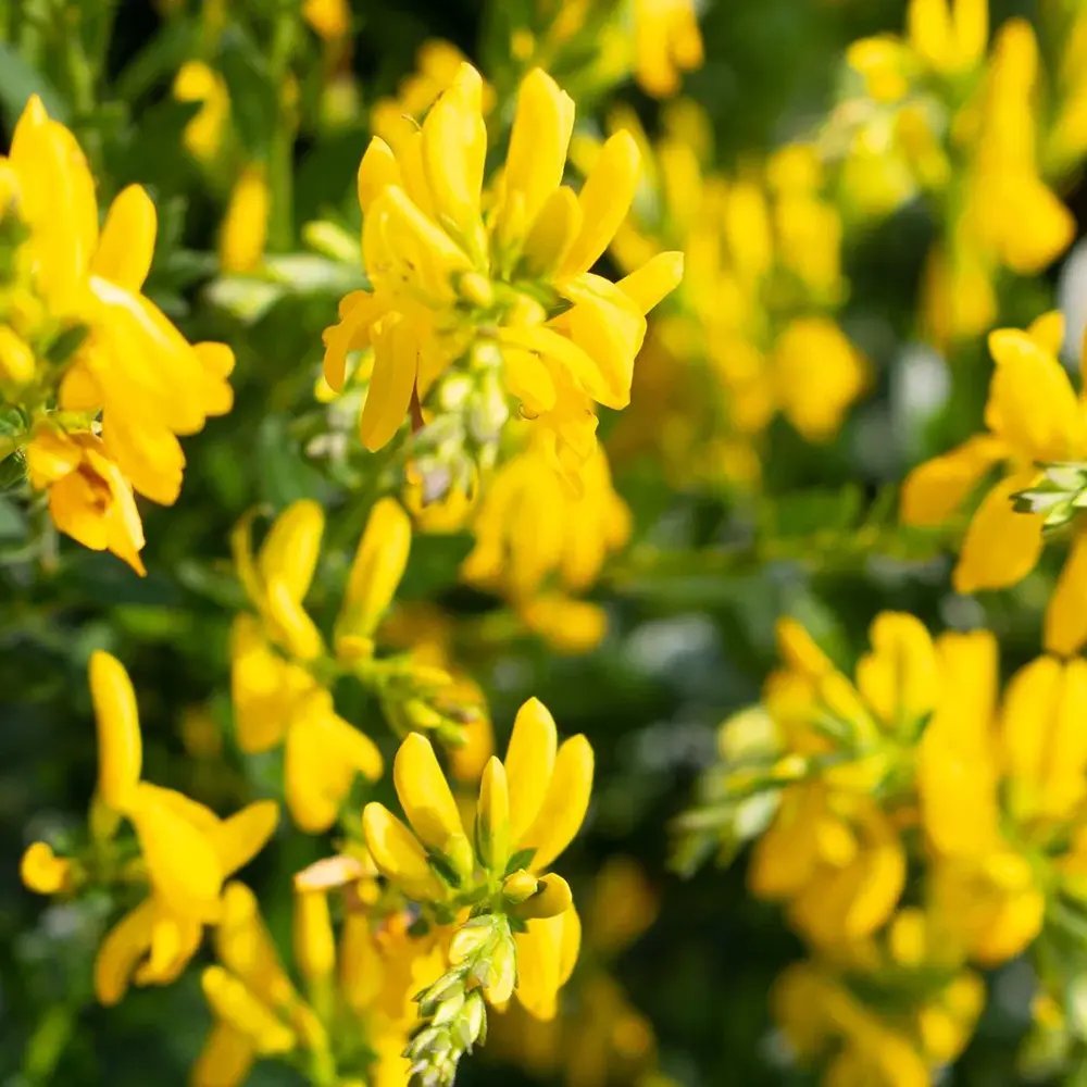 Genista tinctoria Royal Gold, arbust peren decorativ, flori galbene aurii parfumate
