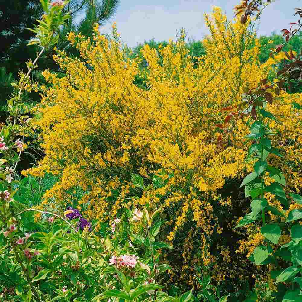 Genista tinctoria Royal Gold, arbust peren decorativ, flori galbene aurii parfumate