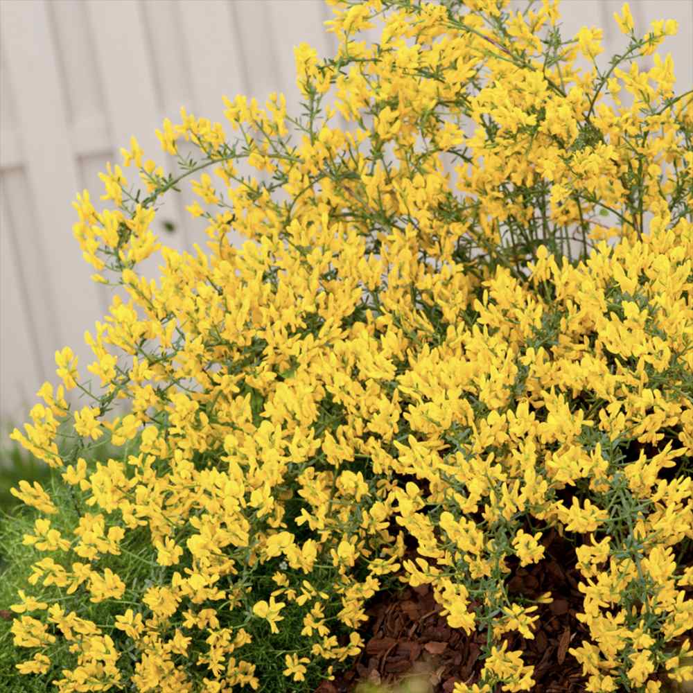 Genista tinctoria Royal Gold, arbust peren decorativ, flori galbene aurii parfumate
