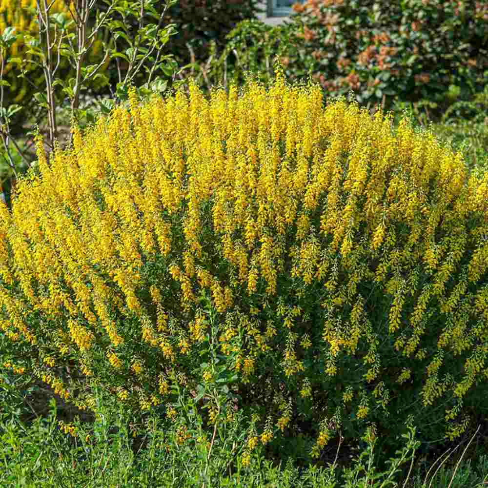 Genista tinctoria Royal Gold, arbust peren decorativ, flori galbene aurii parfumate