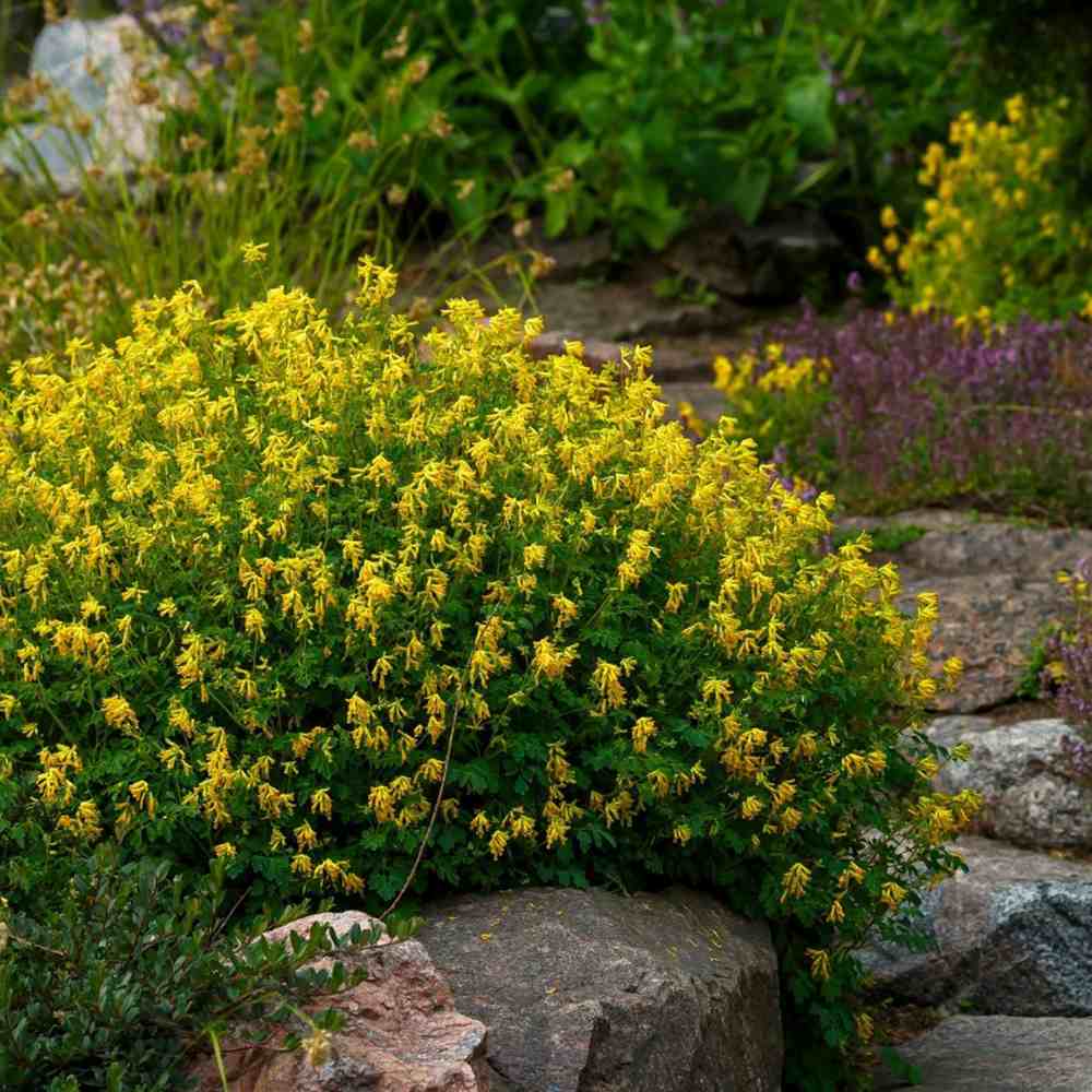 Genista tinctoria Royal Gold, arbust peren decorativ, flori galbene aurii parfumate