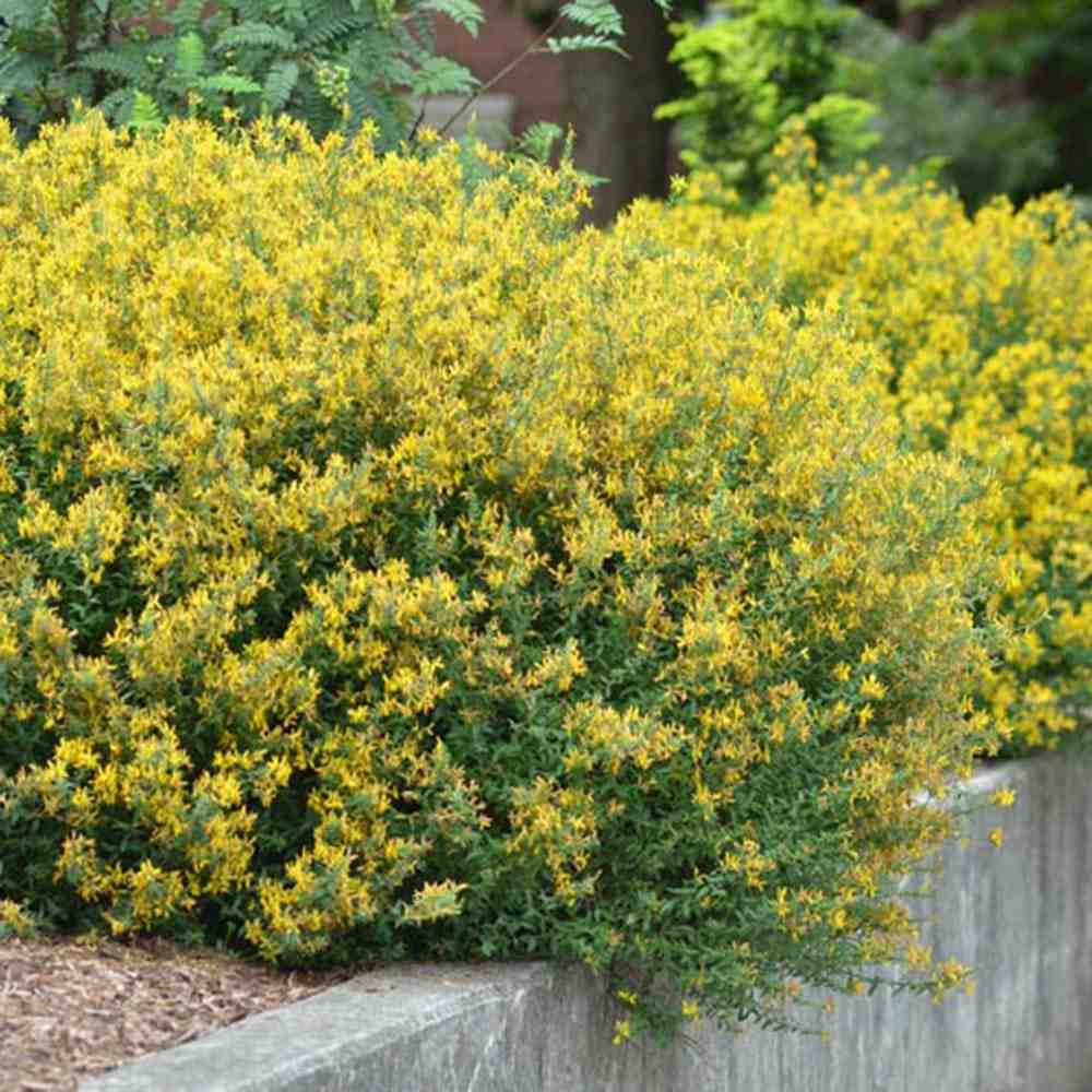 Genista tinctoria Royal Gold, arbust peren decorativ, flori galbene aurii parfumate
