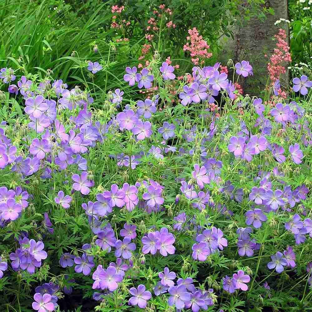 Muscata de gradina Ciocul Berzei Geranium Johnson's Blue, flori albastru-violet, planta taratoare, autoinmultire, pentru soare si semiumbra