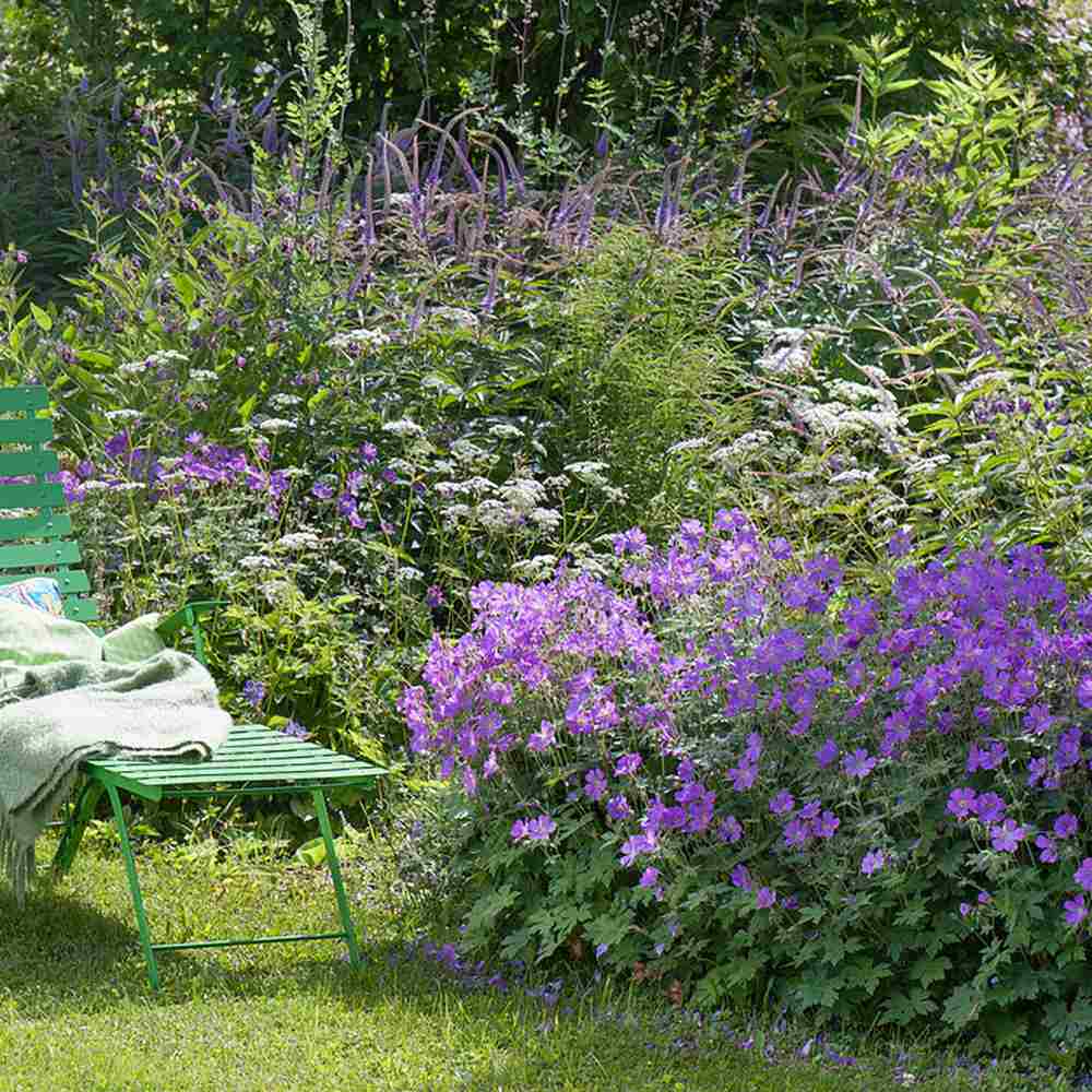 Muscata de gradina Ciocul Berzei Geranium Johnson's Blue, flori albastru-violet, planta taratoare, autoinmultire, pentru soare si semiumbra