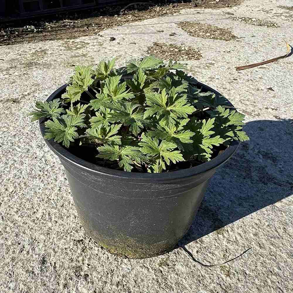 Muscata de gradina Ciocul Berzei Geranium Johnson's Blue, flori albastru-violet, planta taratoare, autoinmultire, pentru soare si semiumbra