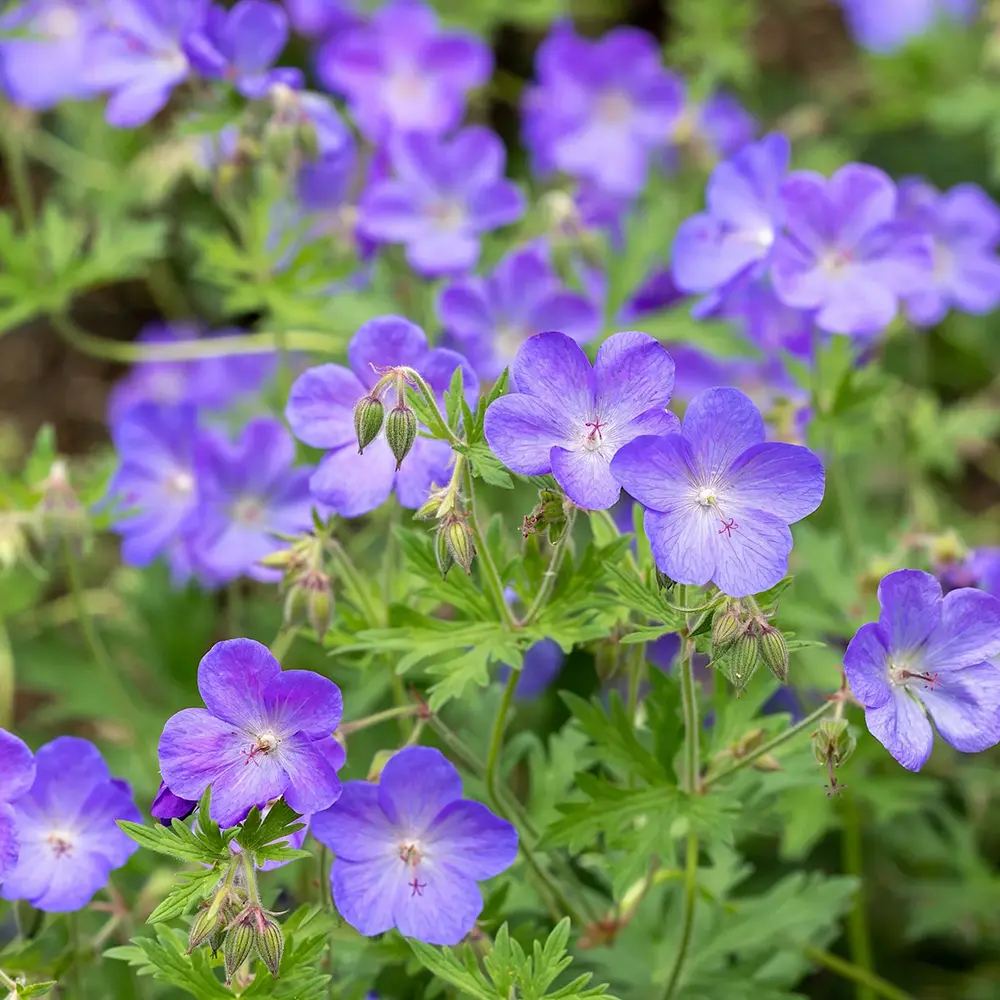 Muscata de gradina Ciocul Berzei Geranium Johnson's Blue, flori albastru-violet, planta taratoare, autoinmultire, pentru soare si semiumbra