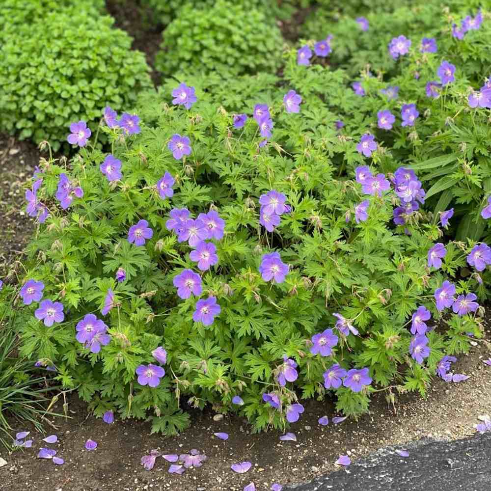 Muscata de gradina Ciocul Berzei Geranium Johnson's Blue, flori albastru-violet, planta taratoare, autoinmultire, pentru soare si semiumbra