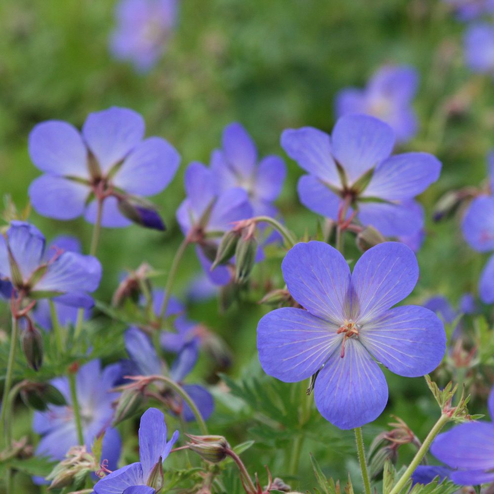 Muscata de gradina Ciocul Berzei Geranium Johnson's Blue, flori albastru-violet, planta taratoare, autoinmultire, pentru soare si semiumbra