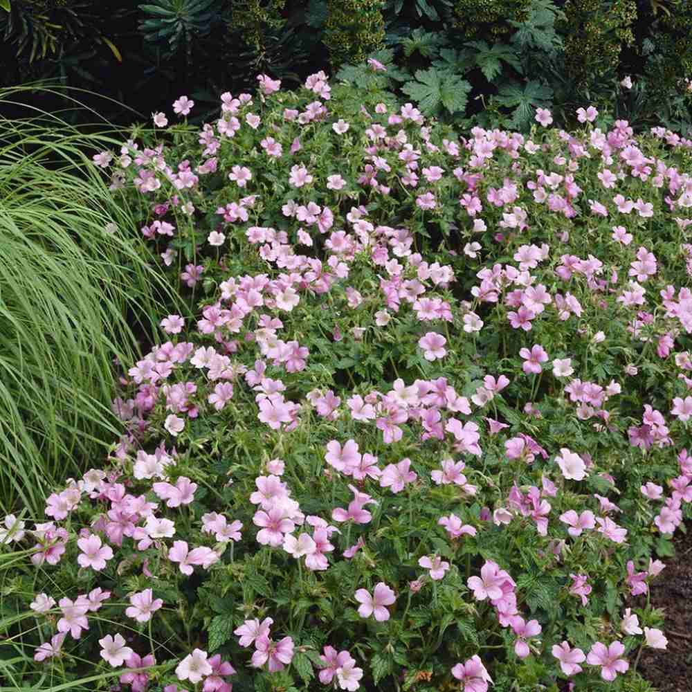 Muscata de gradina Ciocul Berzei Geranium Wargrave Pink, flori roz, tarator, planta perena cu autoinmultire, pentru soare si semiumbra