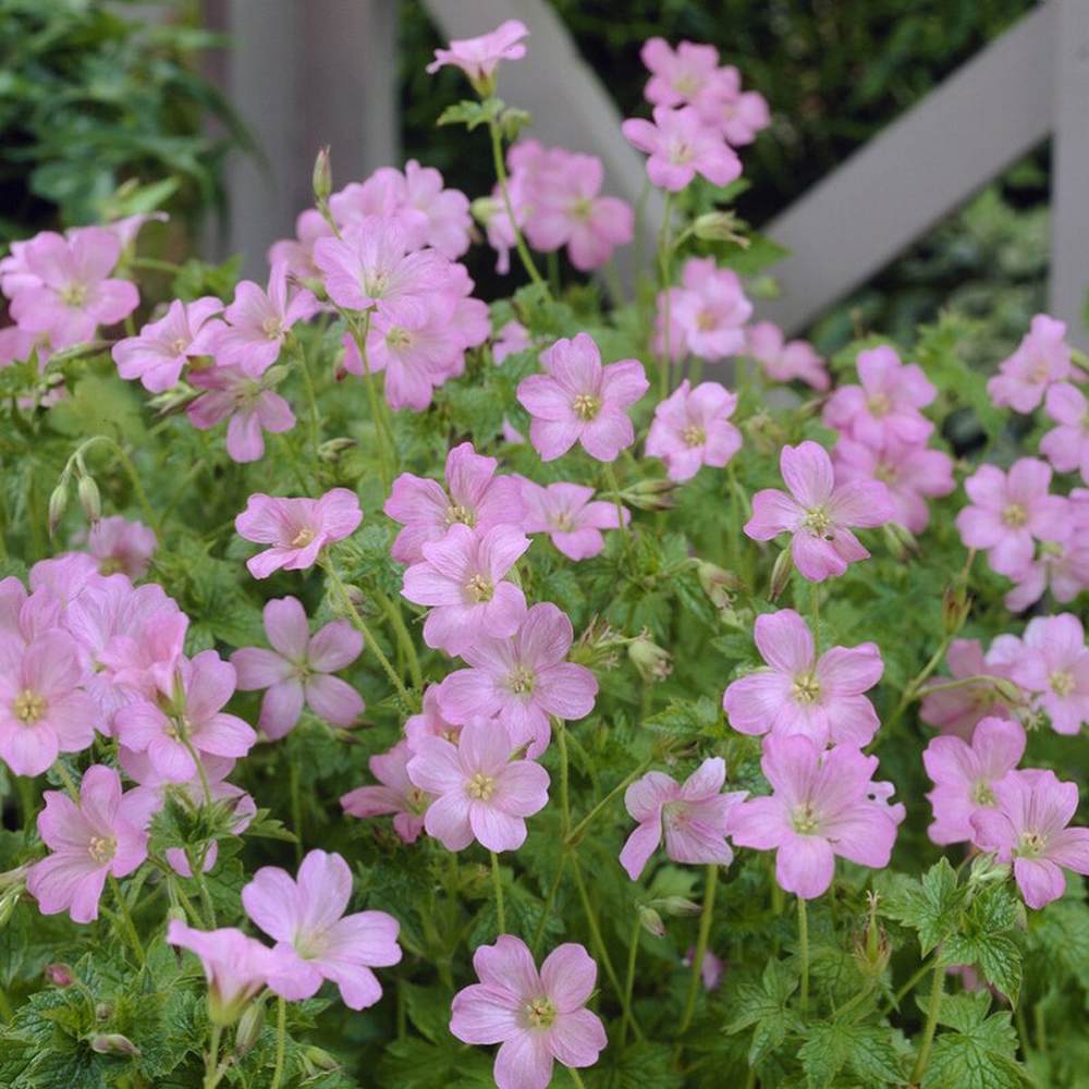Muscata de gradina Ciocul Berzei Geranium Wargrave Pink, flori roz, tarator, planta perena cu autoinmultire, pentru soare si semiumbra