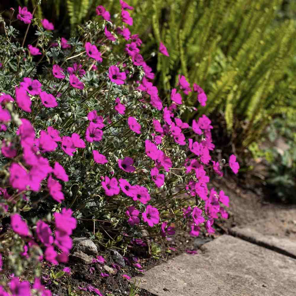 Ciocul Berzei Geranium Subcaulescens, muscata perena de gradina, tarator cu flori mov, crestere rapida