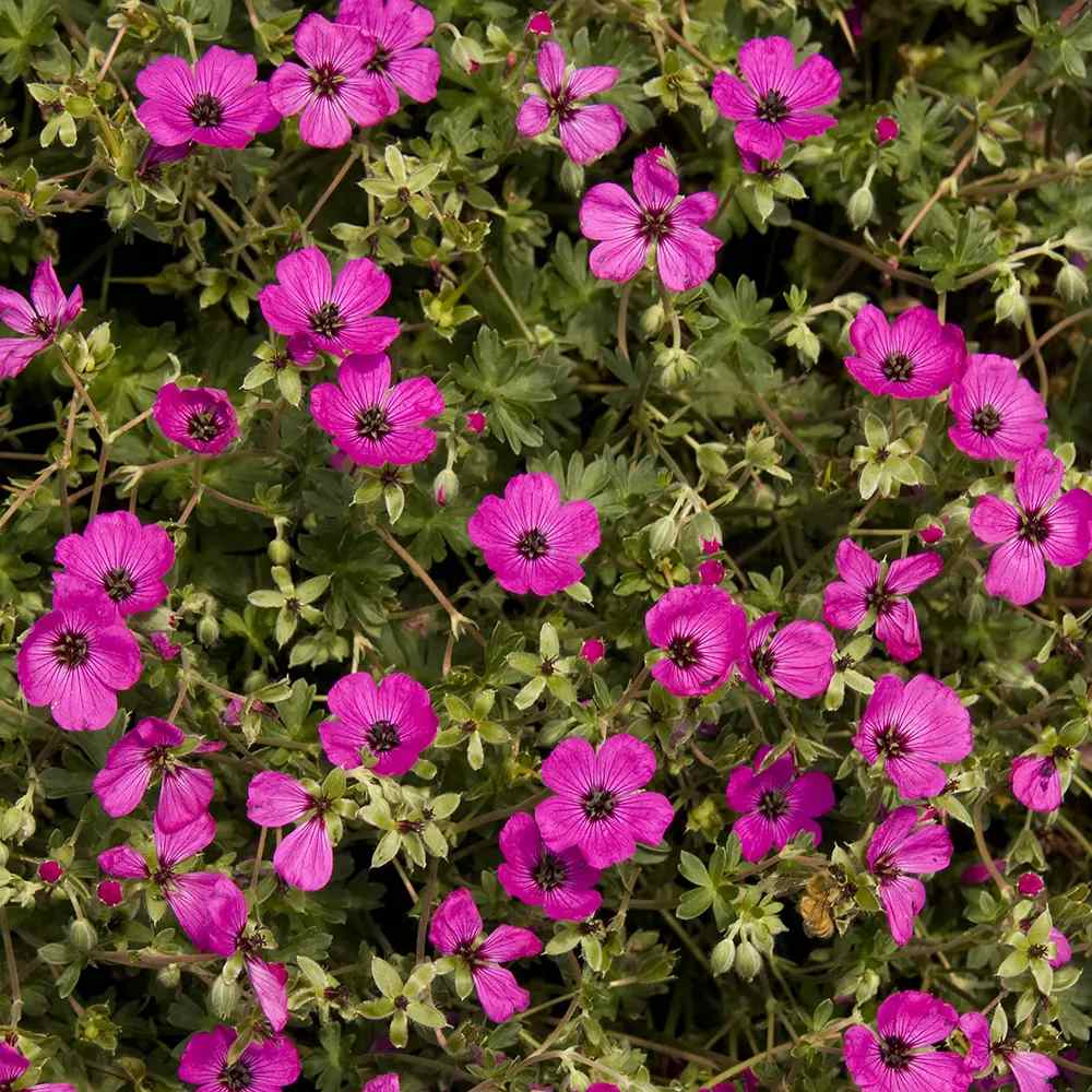 Ciocul Berzei Geranium Subcaulescens, muscata perena de gradina, tarator cu flori mov, crestere rapida