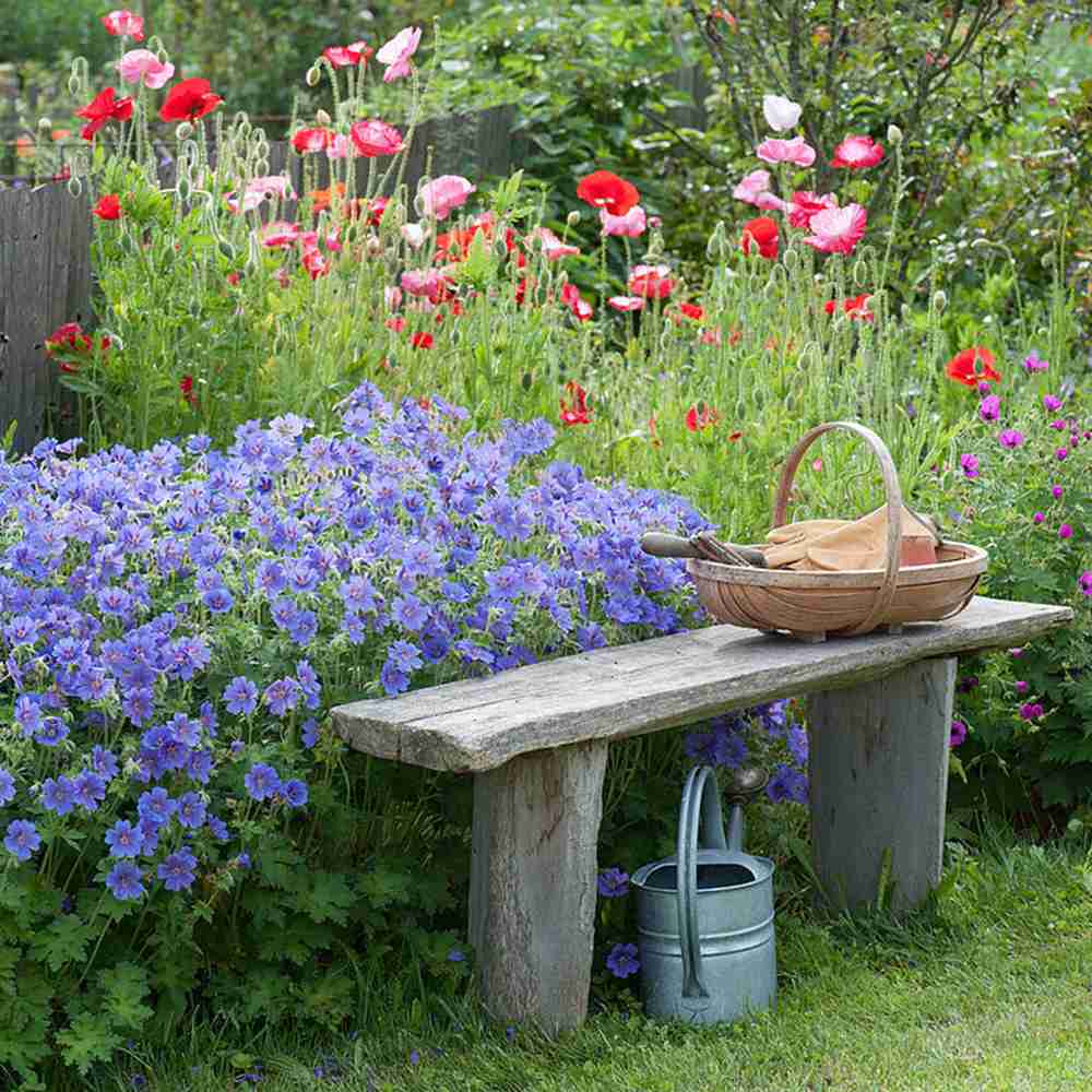 Ciocul Berzei Magnificum Rosemoor, tarator, flori violet intens, acoperire rapida sol