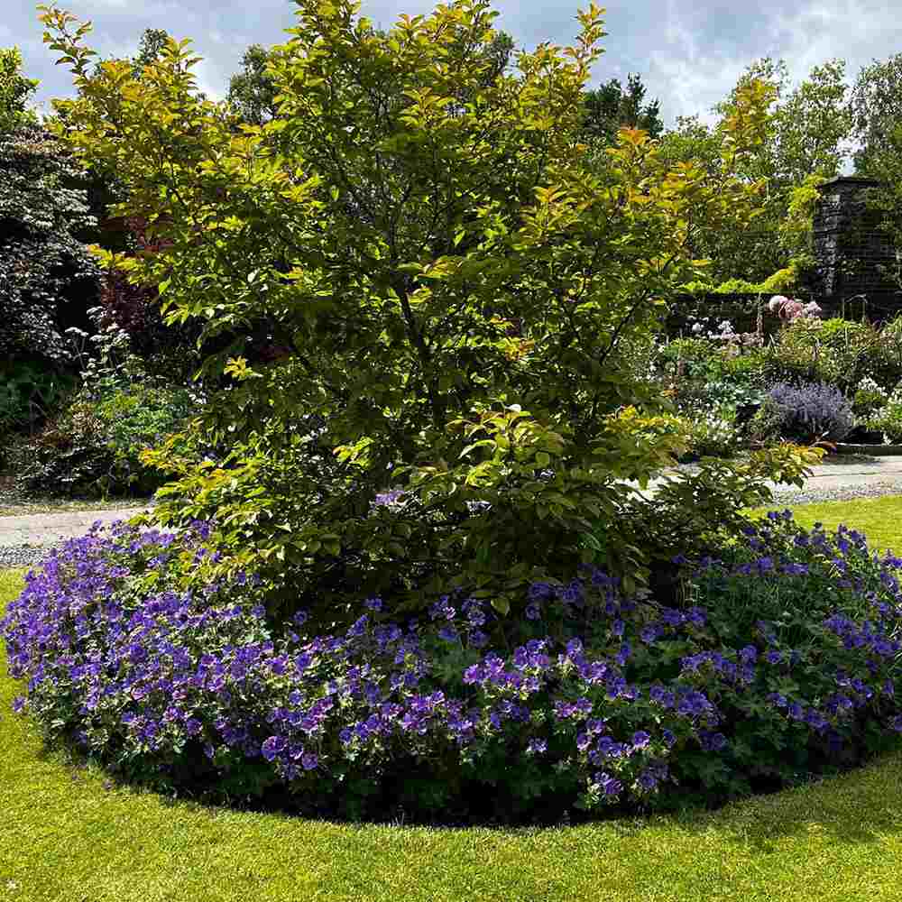 Ciocul Berzei Magnificum Rosemoor, tarator, flori violet intens, acoperire rapida sol