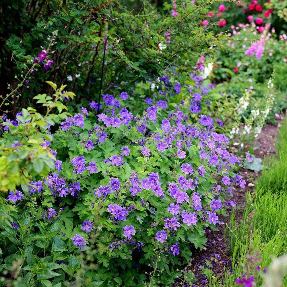 Ciocul Berzei Magnificum Rosemoor, tarator, flori violet intens, acoperire rapida sol