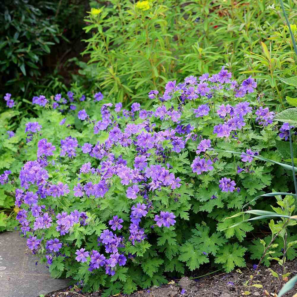 Ciocul Berzei Magnificum Rosemoor, tarator, flori violet intens, acoperire rapida sol