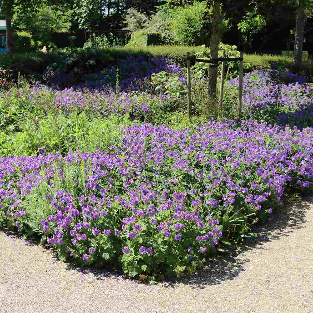 Ciocul Berzei Magnificum Rosemoor, tarator, flori violet intens, acoperire rapida sol