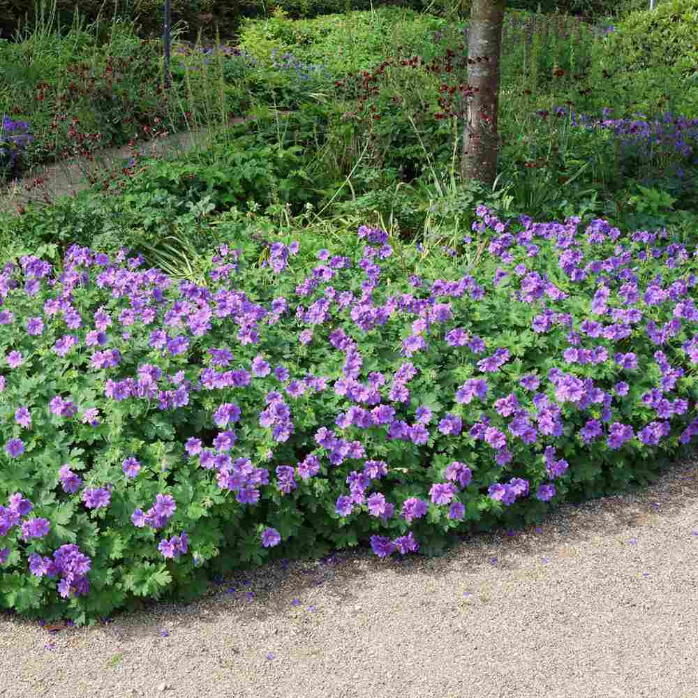 Ciocul Berzei Magnificum, tarator, flori violet intens, acoperire rapida sol